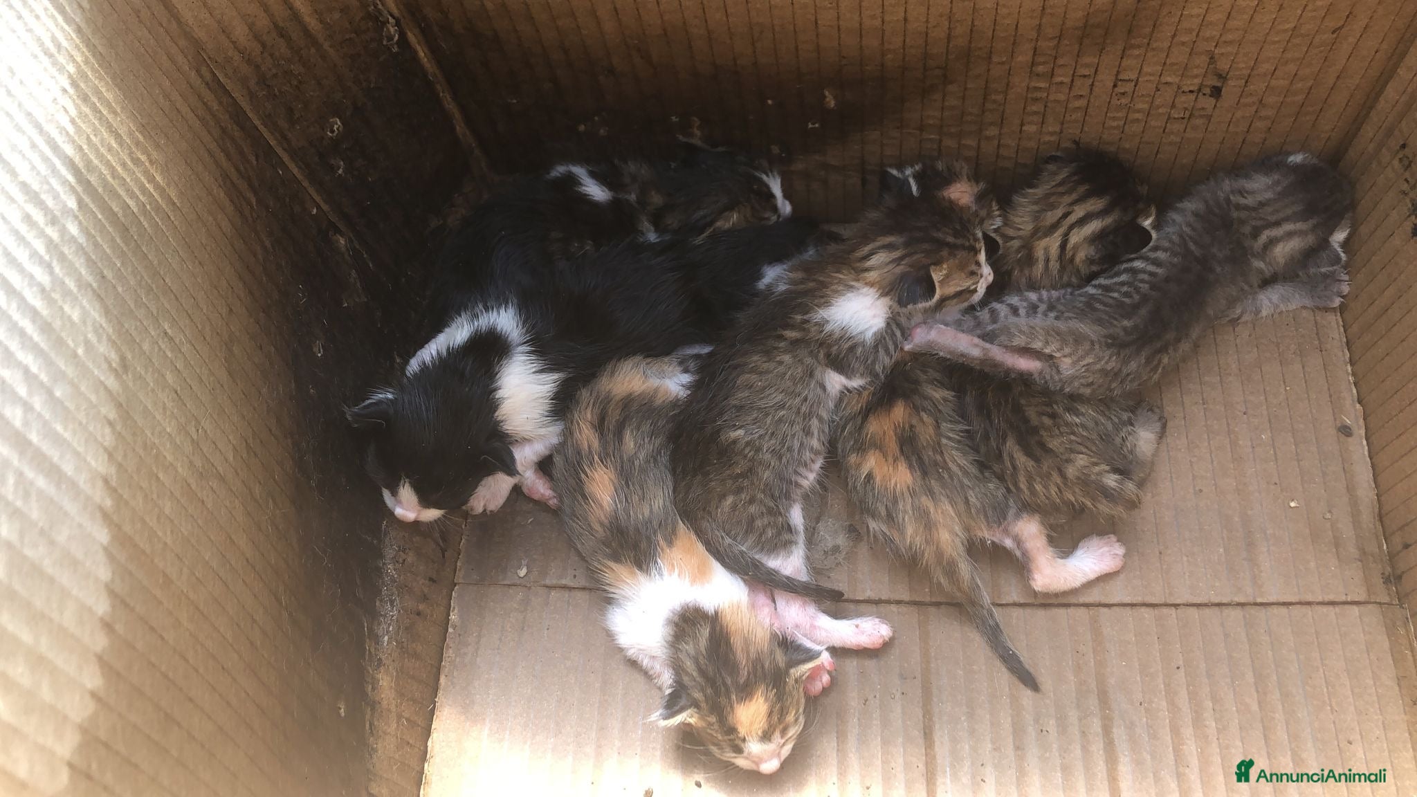 Altre razze gatti Cuccioli bellissimi - Annuncio 4
