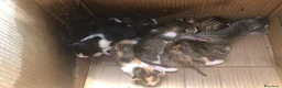Altre razze gatti in regalo: Cuccioli bellissimi - Annuncio 3