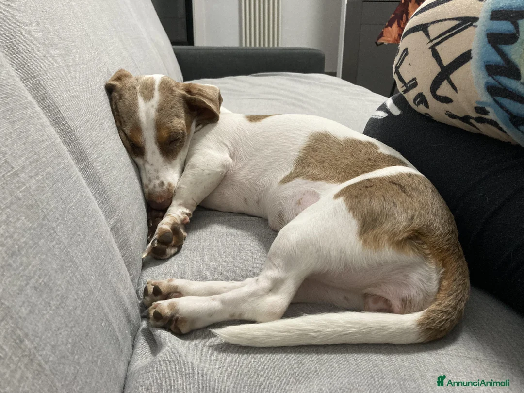 Bassotto cani per accoppiamento: Si ricerca bassotto maschio per monta. - Annuncio 8