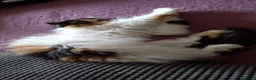 Persiano gatti per accoppiamento: Sheila - Annuncio 4