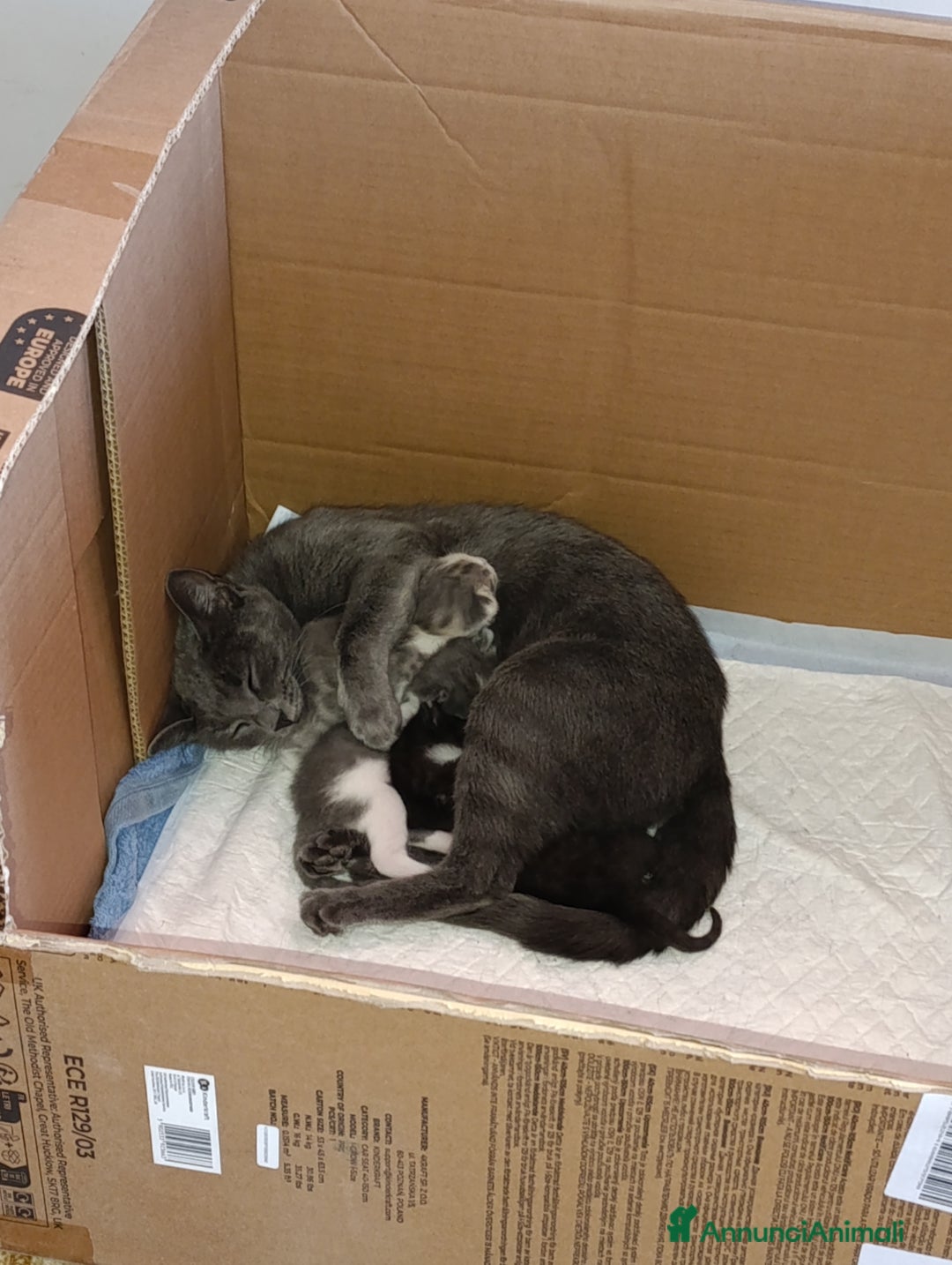 Meticcio gatti in regalo: REGALO - Annuncio 3