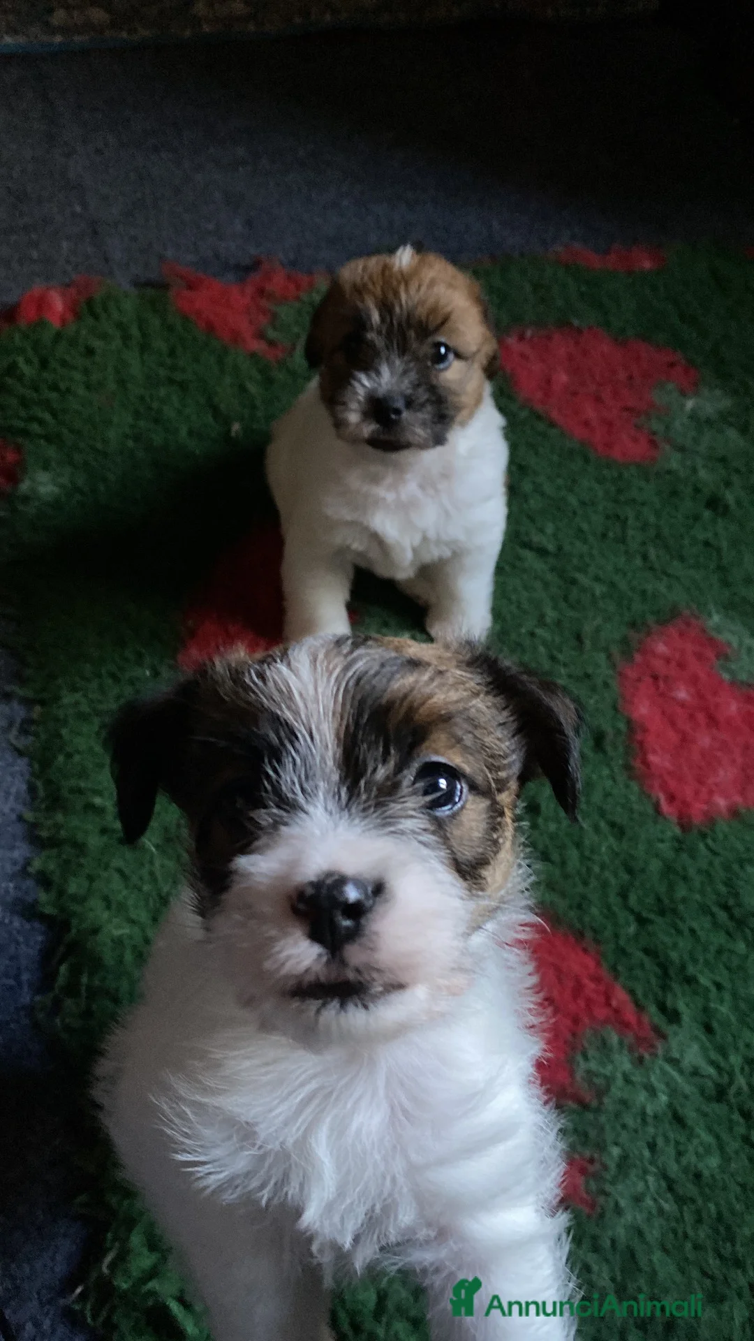 Jack Russell cani in vendita: Cucciolo maschio JACK RUSSELL TERRIER pelo ruvido - Annuncio 1