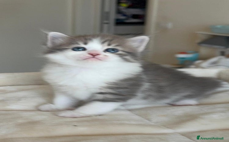Siberiano gatti - Annuncio 17