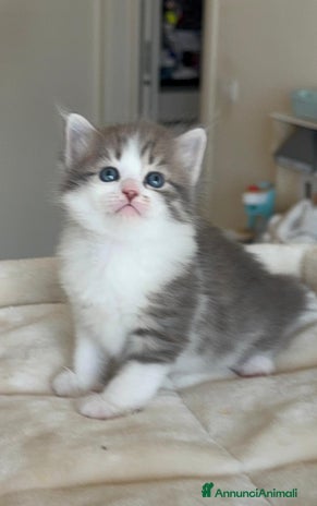 Siberiano gatti - Annuncio 7