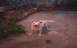 Meticcio cani in regalo: ALICE  a Città Metropolitana di Torino - Immagine 4