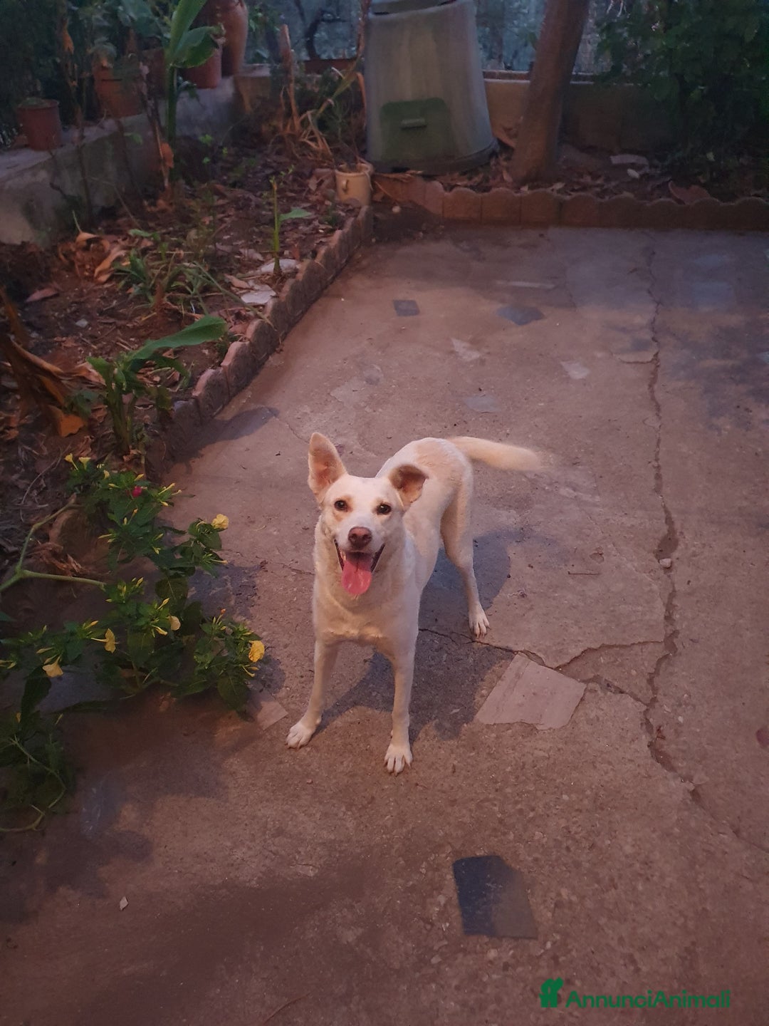 Meticcio cani in regalo: ALICE  a Città Metropolitana di Torino - Immagine 4