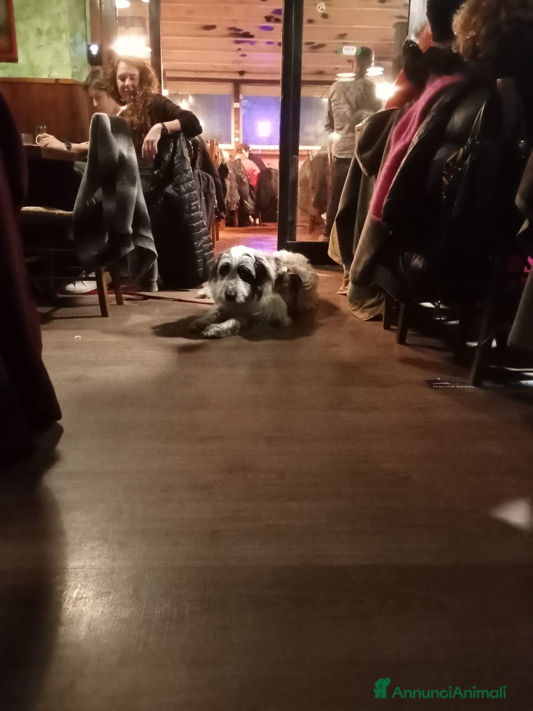 Meticcio cani in regalo: Meticcio in regalo  - Annuncio 11