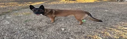 Pastore Belga cani in vendita: Cuccioli Pastore Belga Malinois Alta Genealogia a Provincia di Latina - Annuncio 11