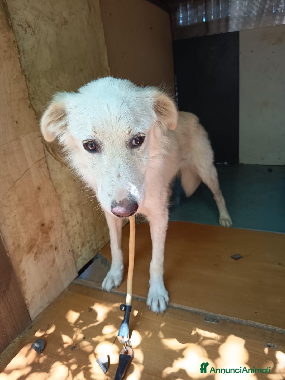 Meticcio cani in regalo: UNA MAMMA PER LIZZY - Annuncio 2