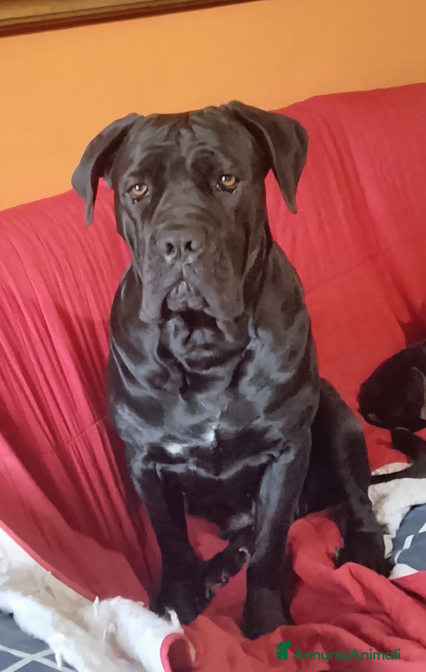 Cane Corso cani in vendita: Cuccioli Corso - Annuncio 1