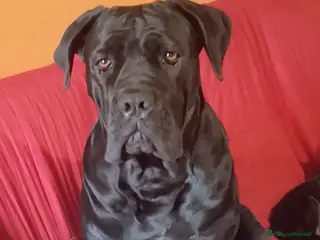 Cane Corso cani Cuccioli Corso - Annuncio 1