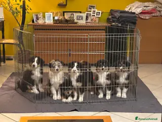 Australian Shepherd cani Cucciolata Australian Shepherd - Annuncio 17