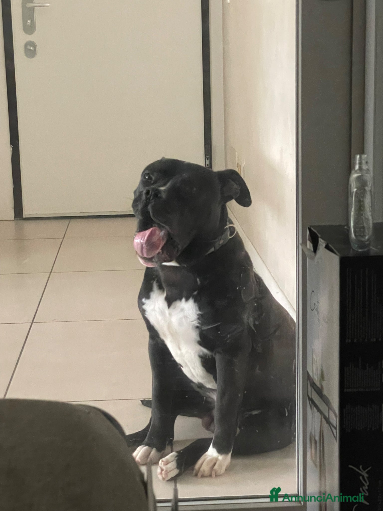 Pitbull cani Regalo cucciolo di pitbull  - Annuncio 1