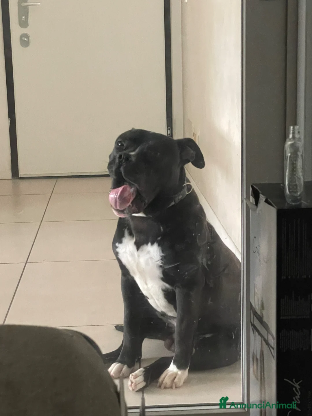 Pitbull cani in regalo: Regalo cucciolo di pitbull  a Provincia autonoma di Bolzano - Alto Adige - Annuncio 1