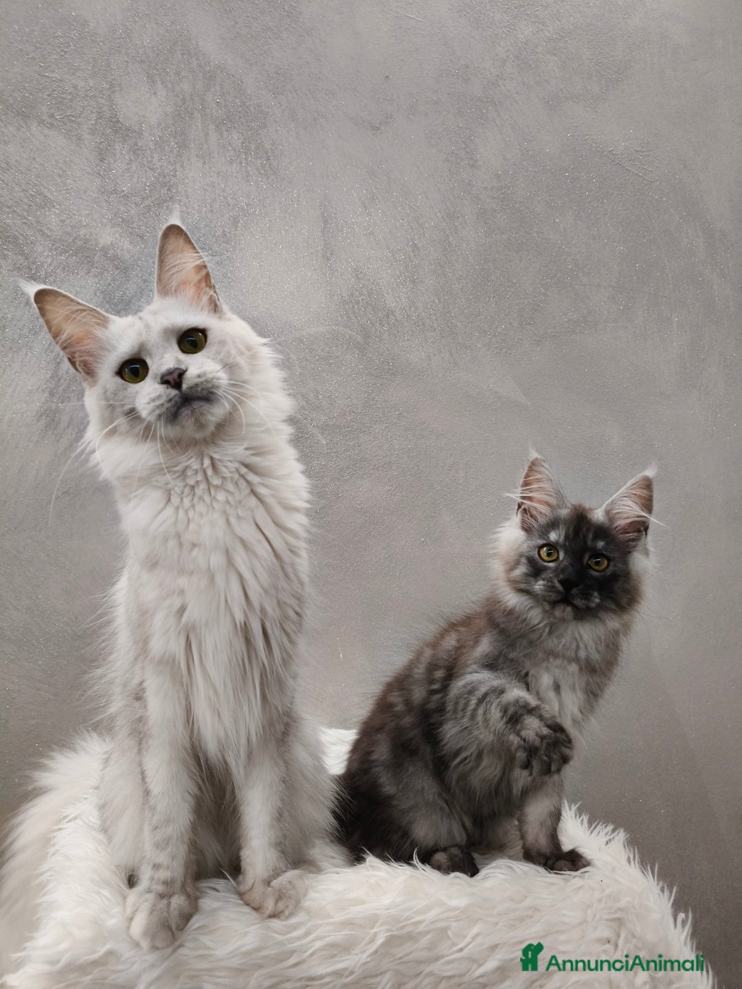 Maine Coon gatti in vendita: Cucciola Maine Coon Black Smoke  - Annuncio 5