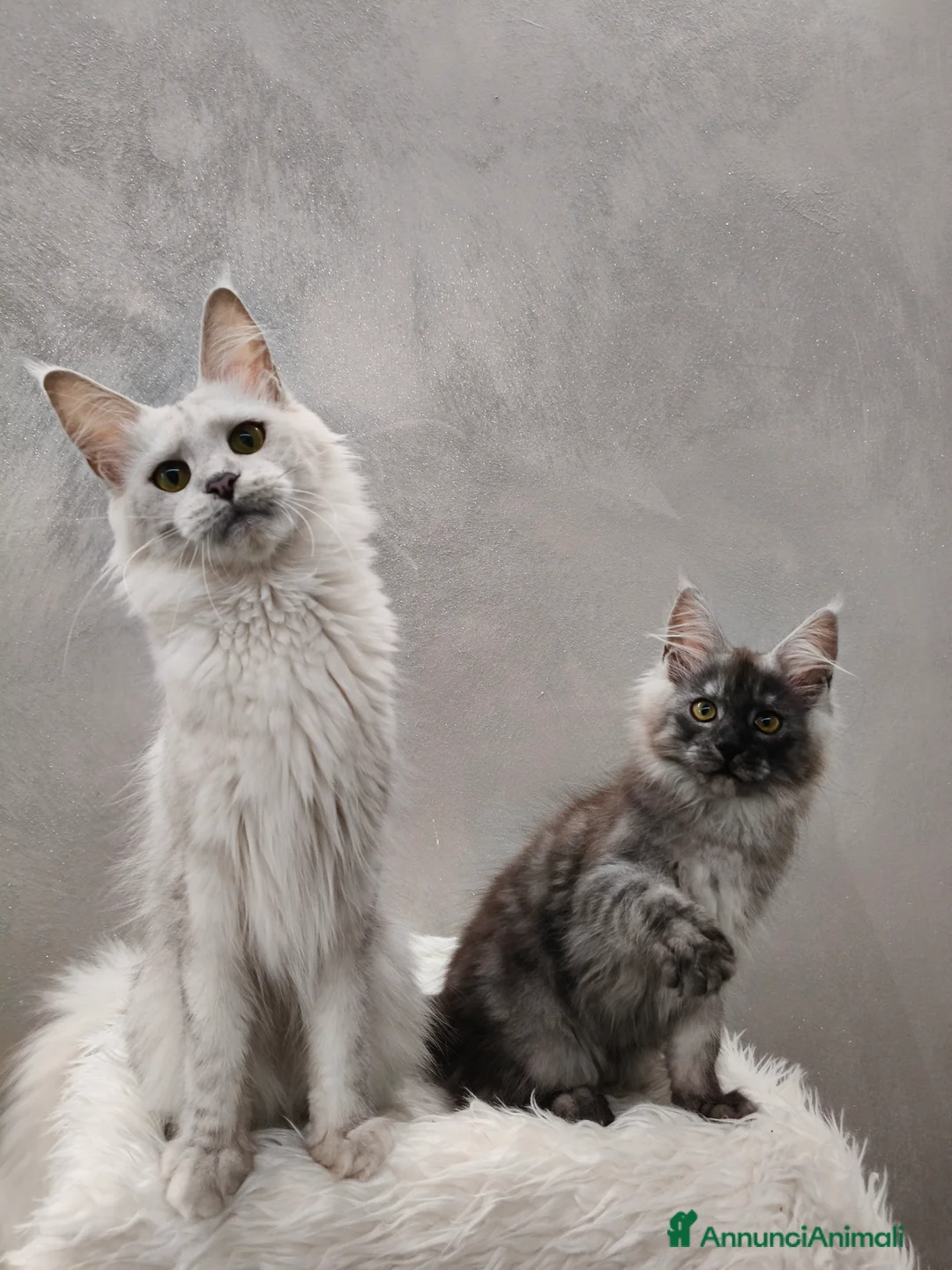 Maine Coon gatti in vendita: Cucciola Maine Coon Black Smoke  - Annuncio 5