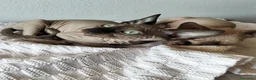 Sphynx gatti in vendita: Gatti Sphynx  - Annuncio 8