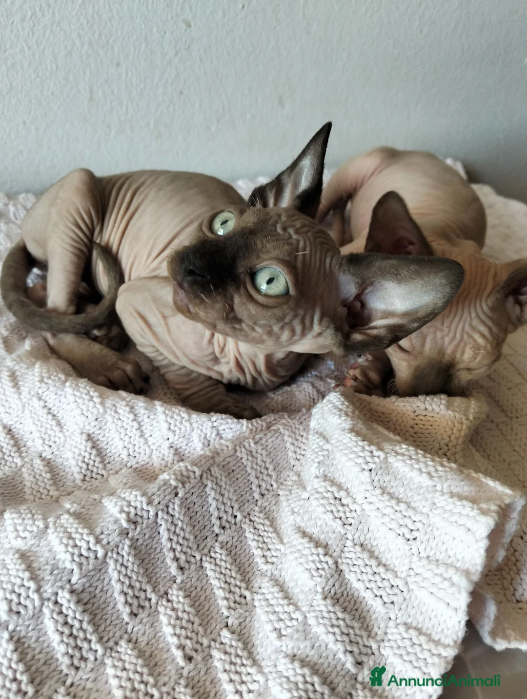 Sphynx gatti in vendita: Gatti Sphynx  - Annuncio 8