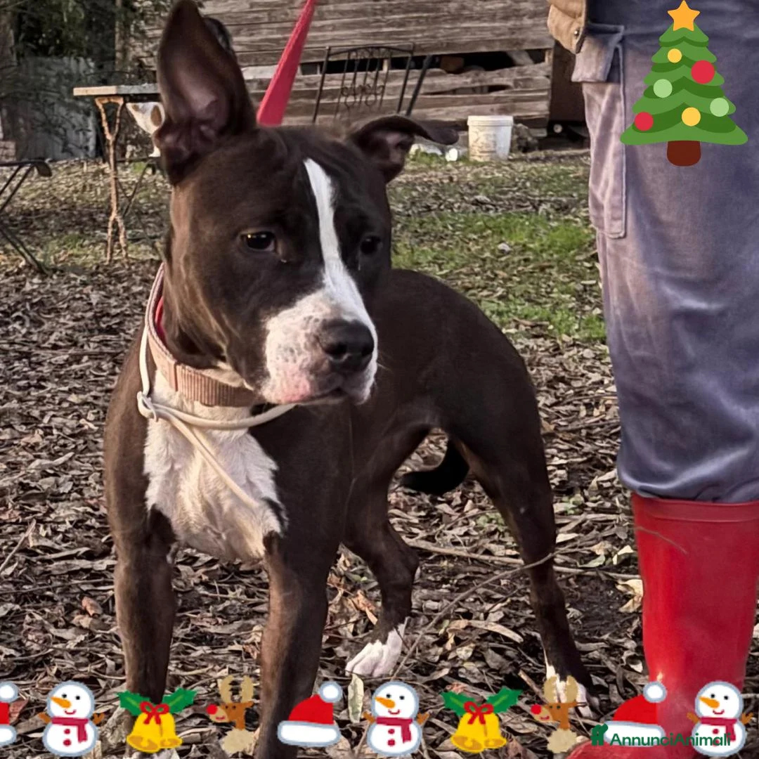 Altre razze cani in regalo: Camilla 8 mesi cerca adozione - cucciola amstaff - Annuncio 1