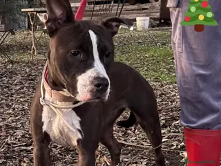 Altre razze cani Camilla 8 mesi cerca adozione - cucciola amstaff - Annuncio 18