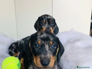 Bassotto cani arlecchino silver - Annuncio 3