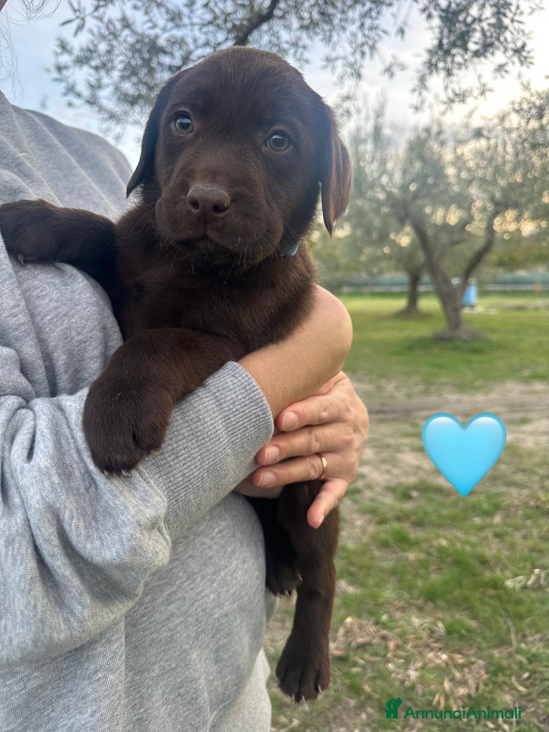 Labrador cani in vendita: Cuccioli Labrador chocolate - Annuncio 2