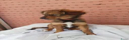 Meticcio cani in regalo: UNA MAMMA PER ROCKY a Provincia di Varese - Annuncio 4