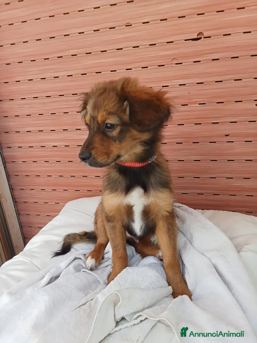 Meticcio cani in regalo: UNA MAMMA PER ROCKY a Provincia di Varese - Annuncio 4