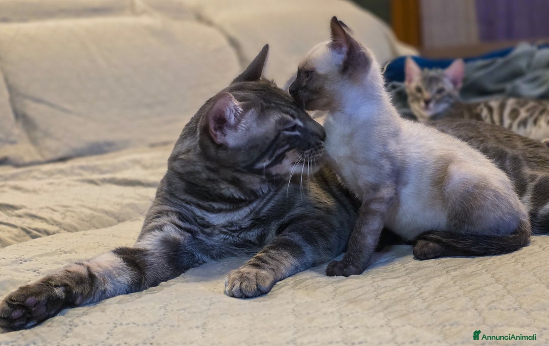 Bengala gatti in vendita: Cucciolo gatto bengala  - Annuncio 9