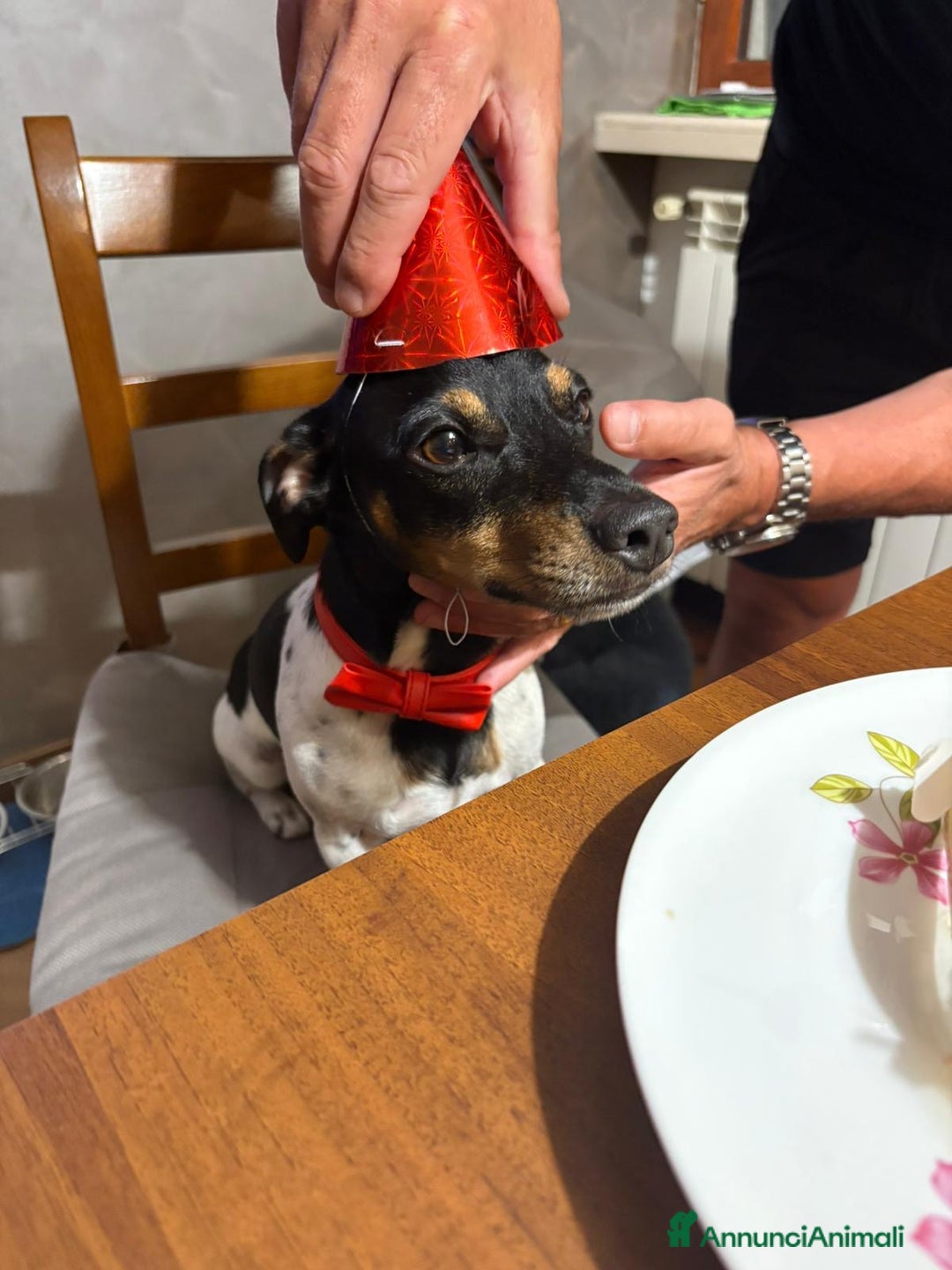 Jack Russell cani per accoppiamento: Charlie cerca fidanzatina !! - Immagine 3