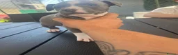 American Staffordshire cani in vendita: Cuccioli di Amstaff blu a Provincia di Bergamo - Annuncio 3