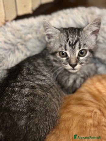 Altre razze gatti - Annuncio 16