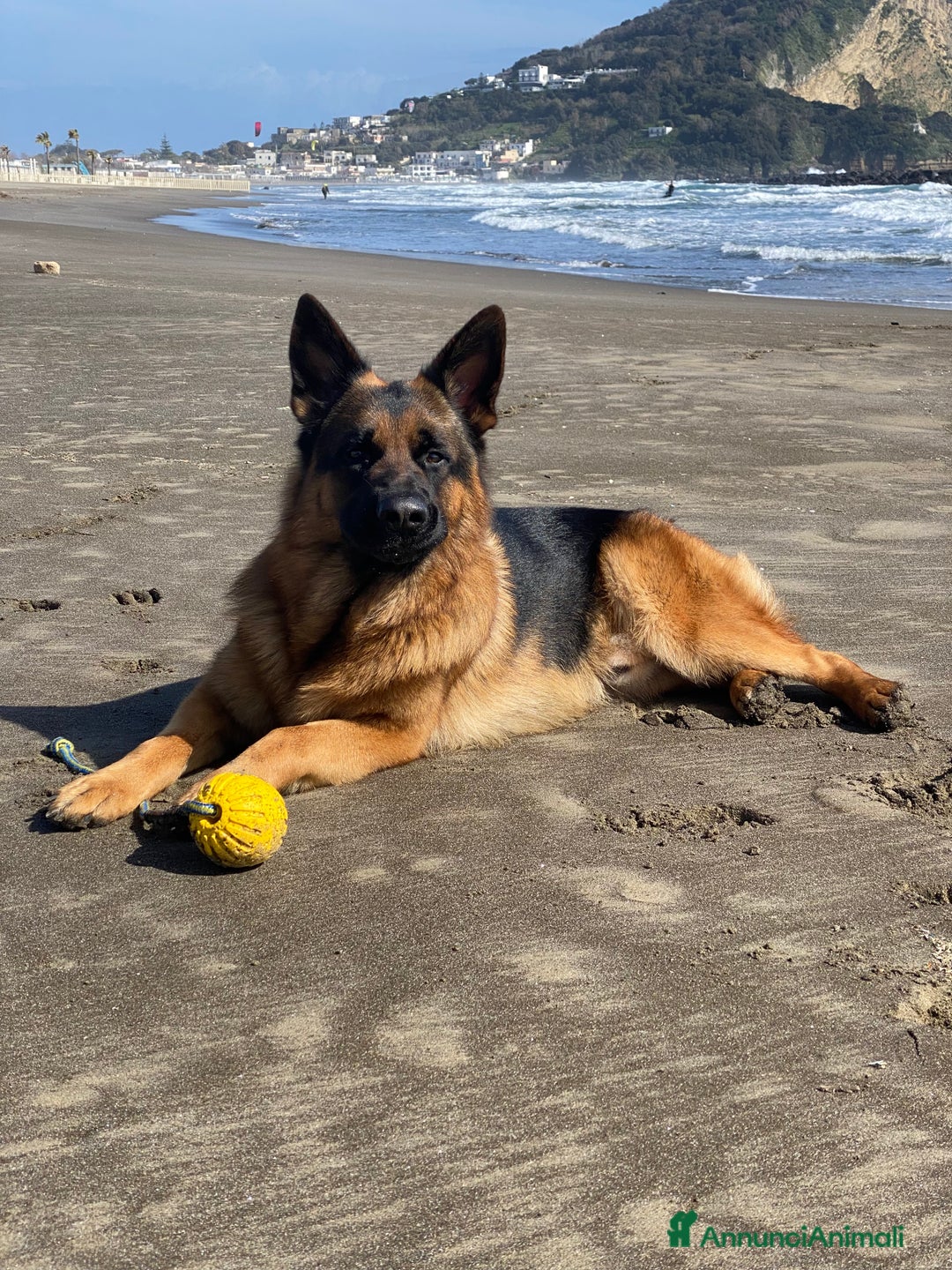 Pastore Tedesco cani per accoppiamento: Pastore tedesco per monte  - Annuncio 2