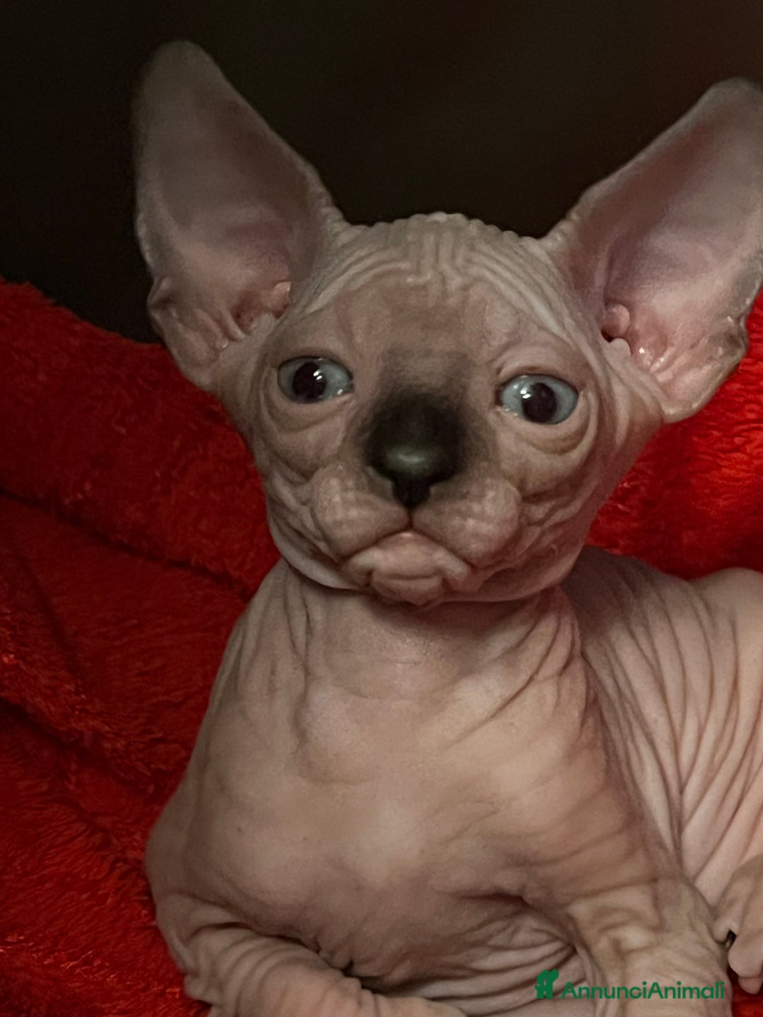 Sphynx gatti in vendita: Sphynx  - Annuncio 5