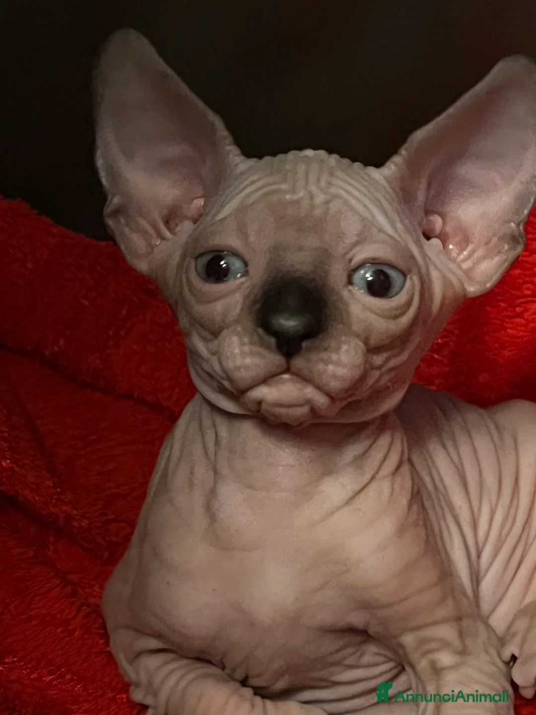 Sphynx gatti in vendita: Sphynx  - Annuncio 5