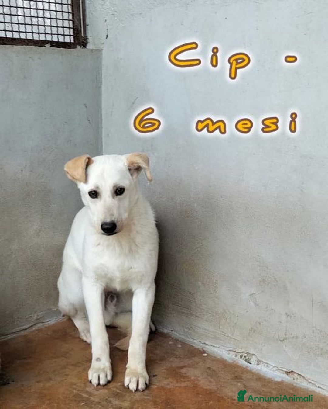 Meticcio cani in regalo: CIP e CIOP cuccioloni in cerca d'amore - Annuncio 2
