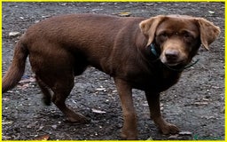 Labrador cani in regalo: KUBRA Adoz.del cuore x questa labrad.cieca! - Immagine 4