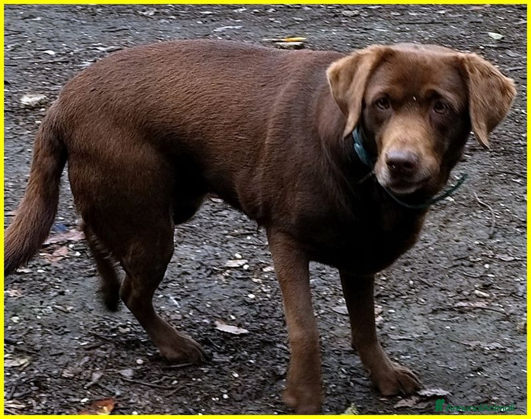 Labrador cani in regalo: KUBRA Adoz.del cuore x questa labrad.cieca! - Immagine 4