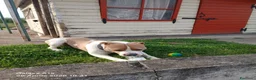 American Staffordshire cani in regalo: American staffordshire terrier - Annuncio 3
