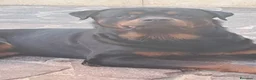 Rottweiler cani in vendita: Cuccioli di rottweiler purissimi  - Annuncio 3