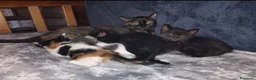 Altre razze gatti in regalo: Gattini dolcissimi in regalo 🐾 a Città metropolitana di Catania - Annuncio 2