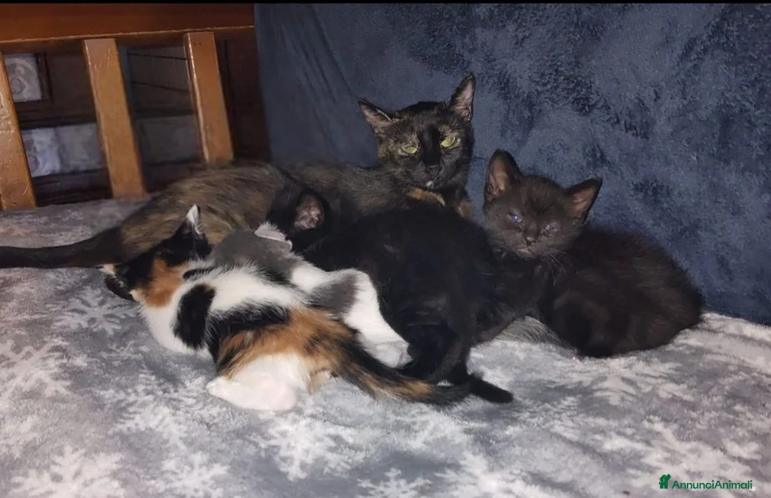 Altre razze gatti in regalo: Gattini dolcissimi in regalo 🐾 a Città metropolitana di Catania - Annuncio 2