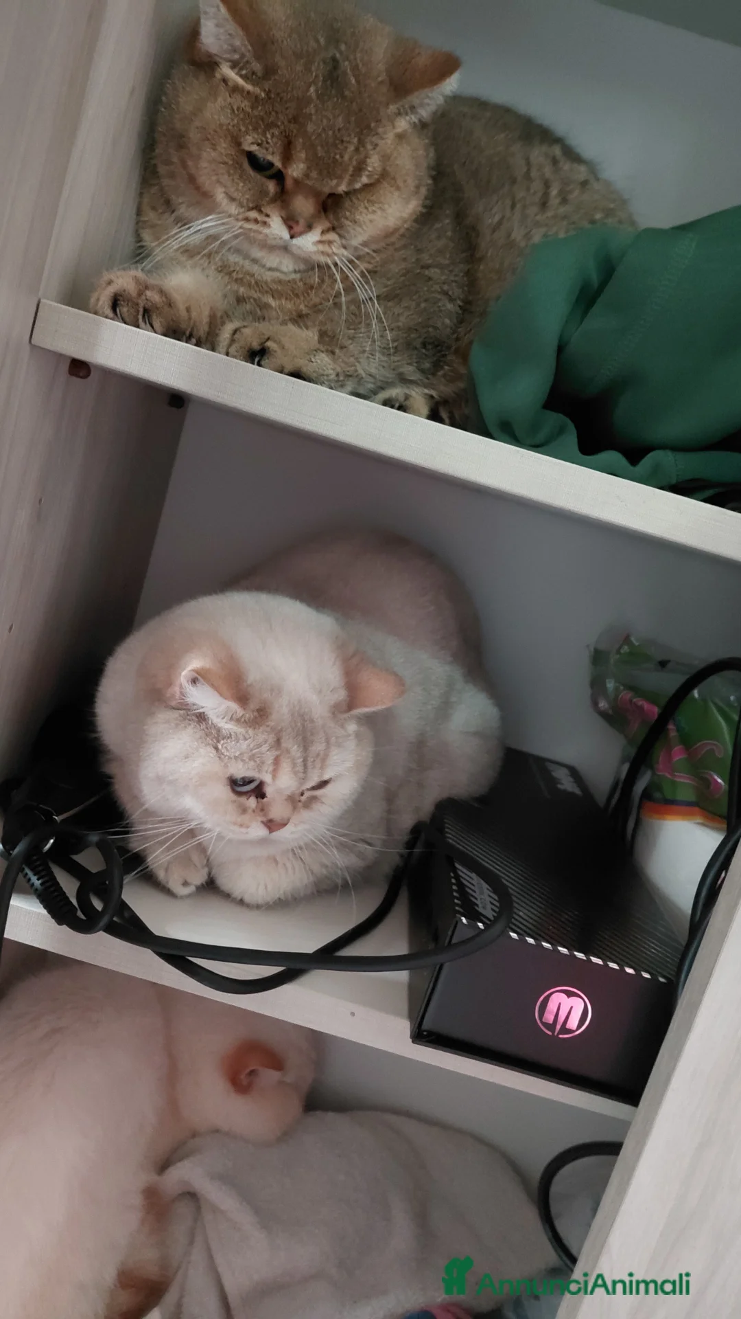 British gatti in vendita: Brithish shorteir 10 mesi femmina - Annuncio 2