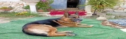 Pastore Tedesco cani in vendita: Cuccioli di cane pastore tedesco   - Annuncio 2