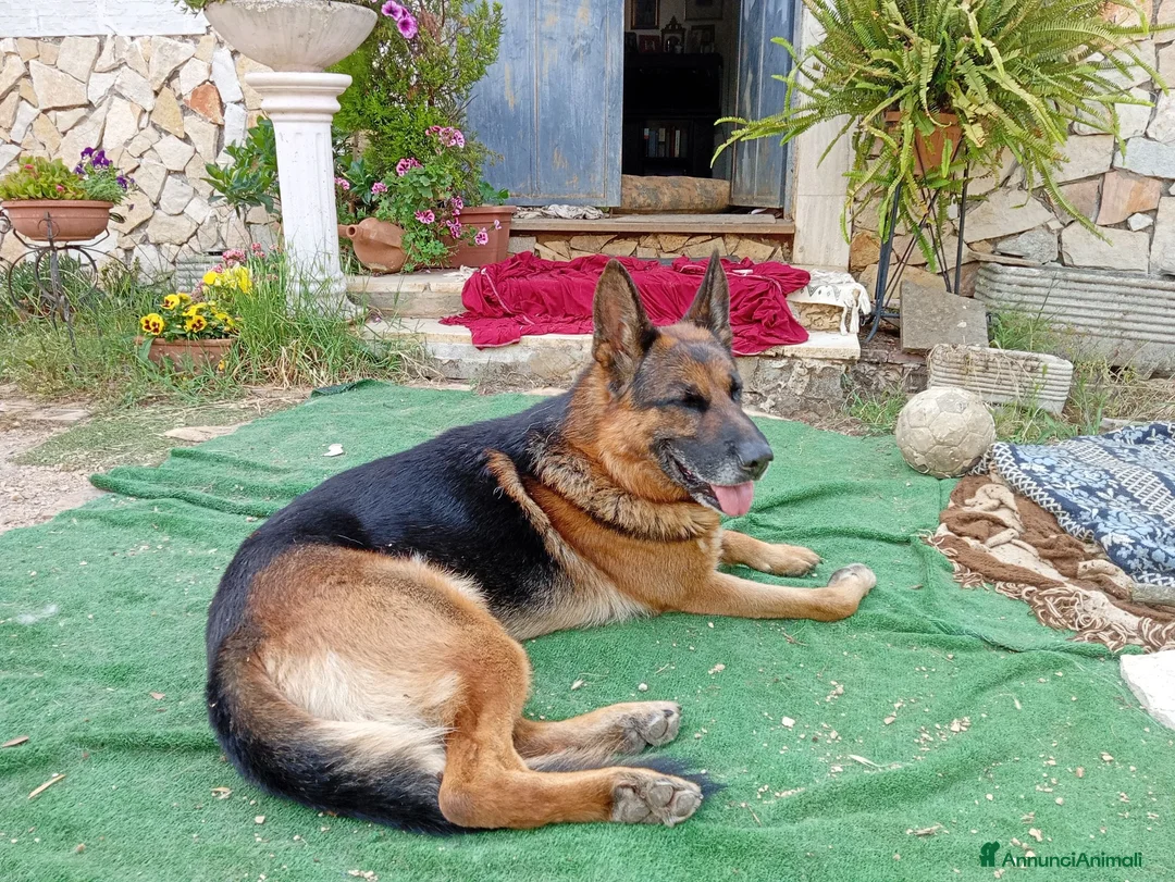 Pastore Tedesco cani in vendita: Cuccioli di cane pastore tedesco   - Annuncio 2