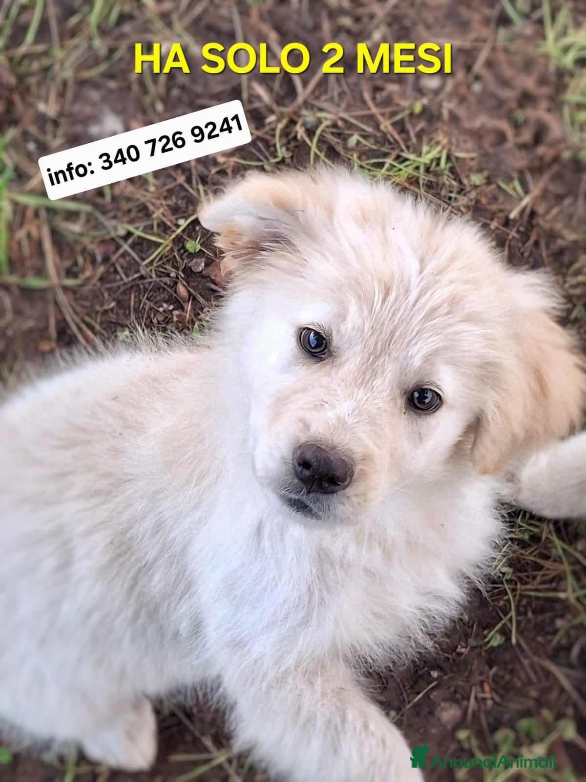 Meticcio cani AURA 🩷-cucciola mix pastore,dolcissima cerca casa - Annuncio 20