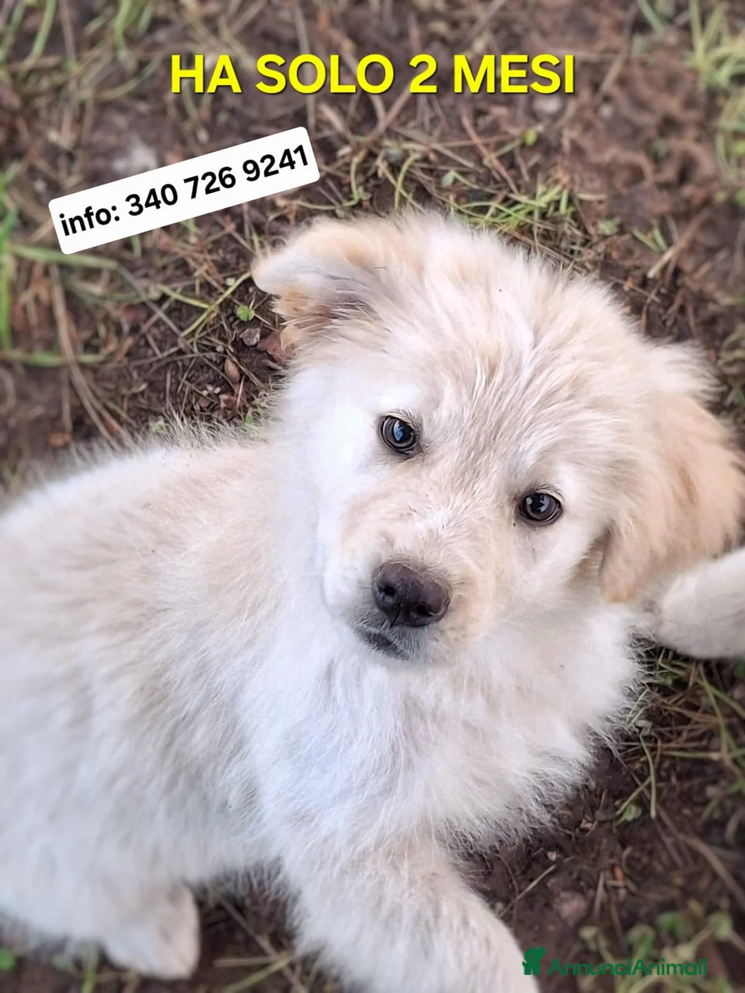 Meticcio cani in regalo: AURA 🩷-cucciola mix pastore,dolcissima cerca casa a Provincia di Grosseto - Annuncio 1