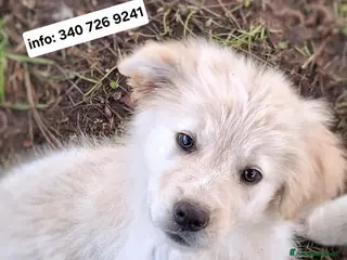 Meticcio cani AURA 🩷-cucciola mix pastore,dolcissima cerca casa - Annuncio 20