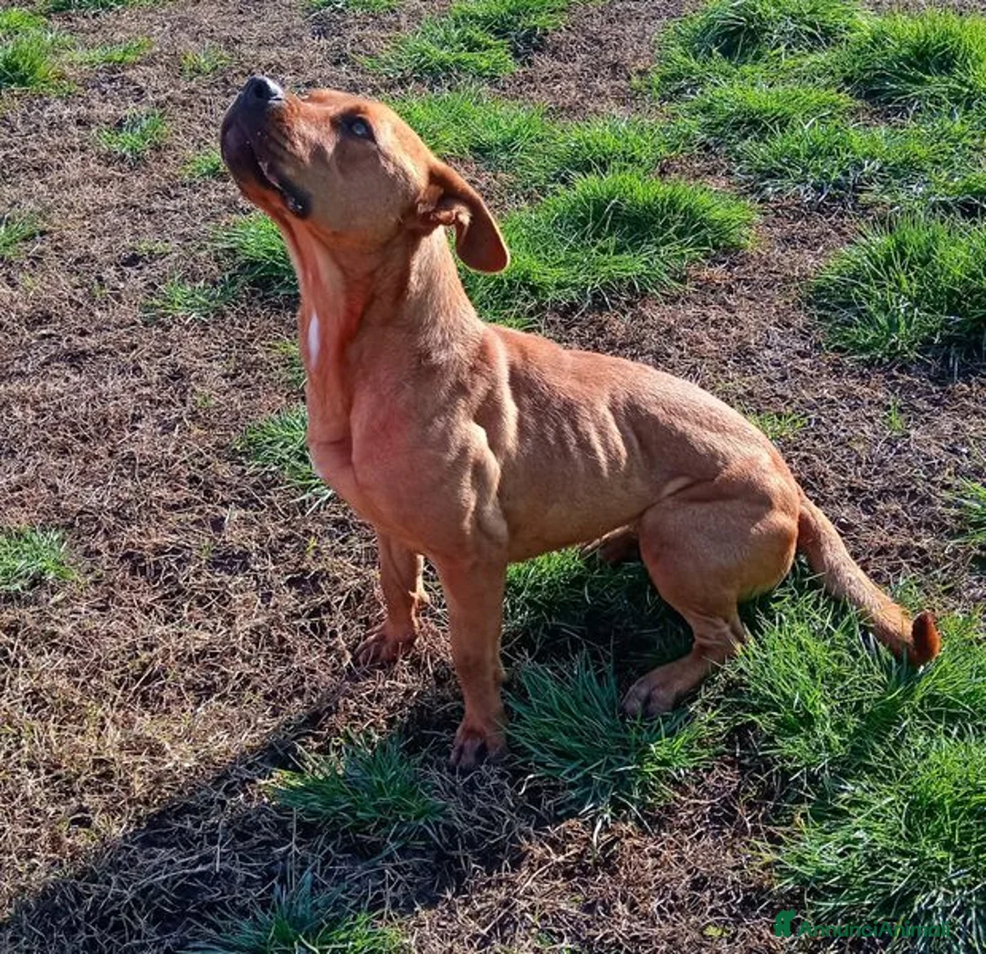 Meticcio cani in regalo: LAYLA, due occhi profondi e tristi a Provincia di Latina - Annuncio 8