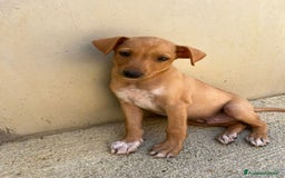 Meticcio cani in regalo: Argo, Peter & Rudy, 60 giorni a Provincia di Bergamo - Immagine 9